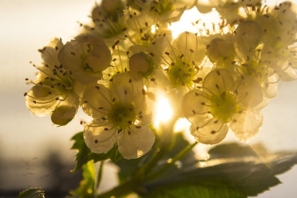 цветок боярышника вечером