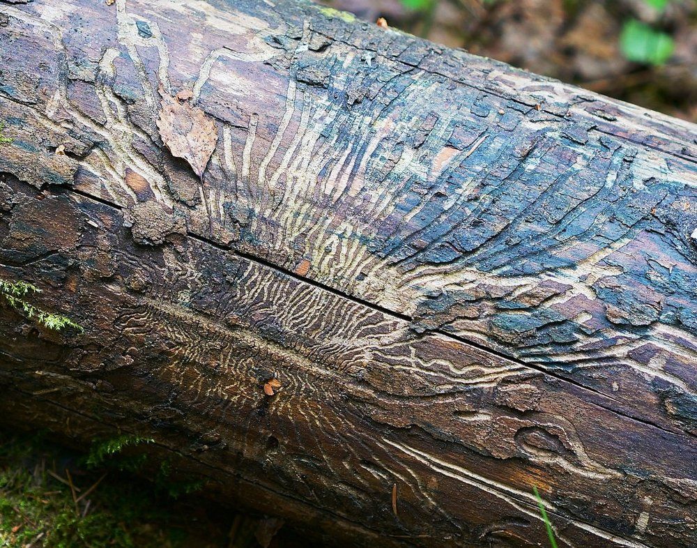 Фотография автора Valery Bel@kov