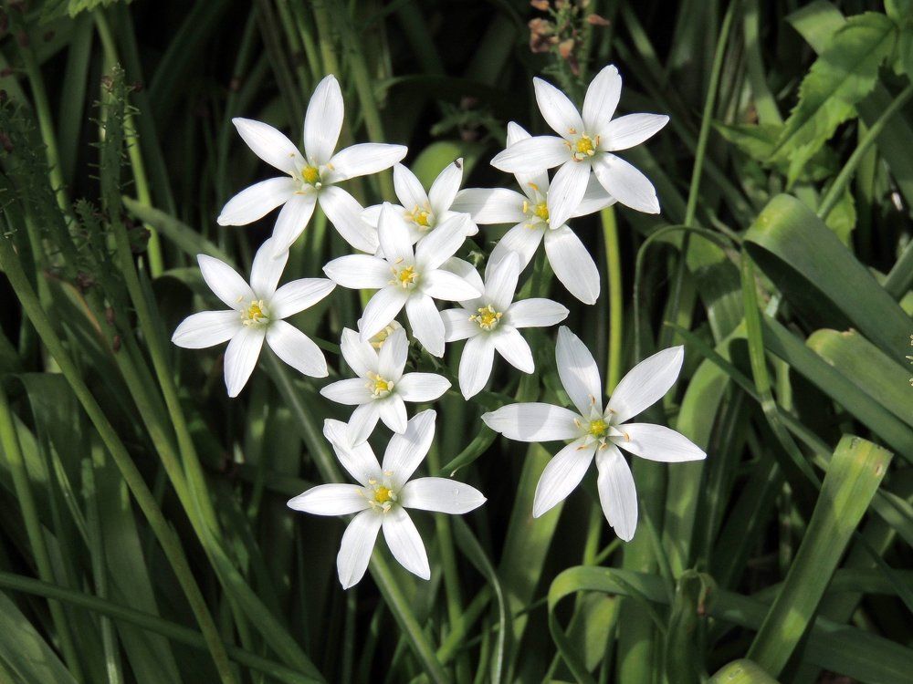 Уральские цветы.