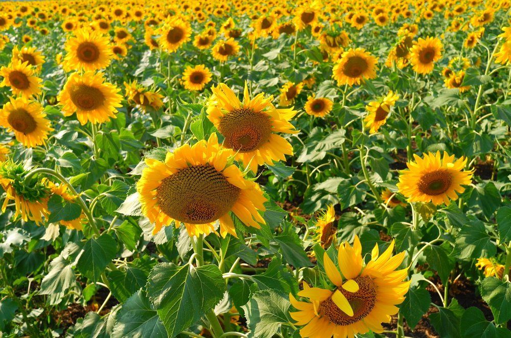 Солнечные..