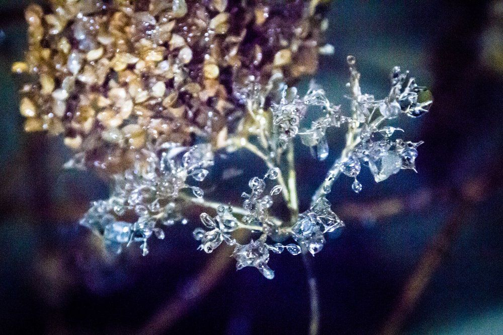 живой хрусталь