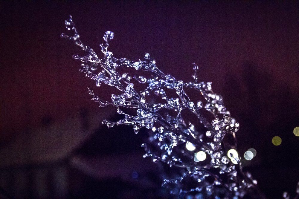 замерзшая жизнь