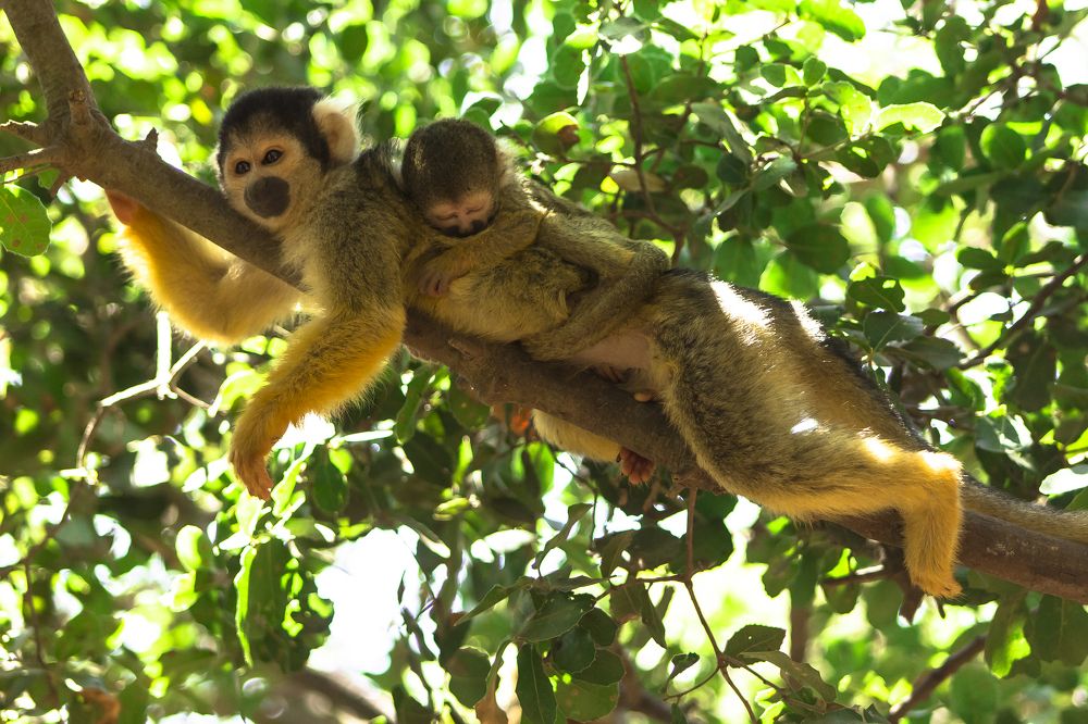 monkeys resting on a tree