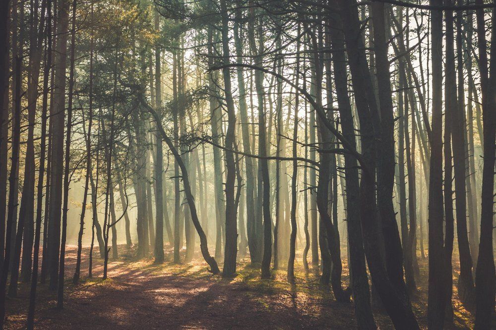 Загадочный лес