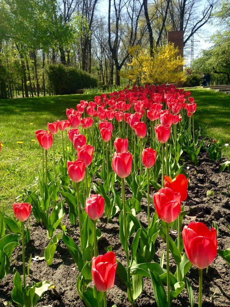 Тюльпаны