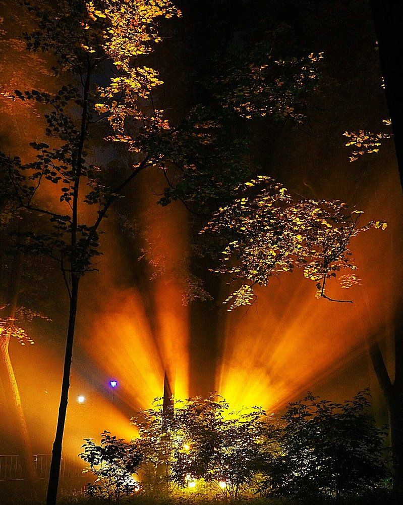 Сказочный лес. Расвет