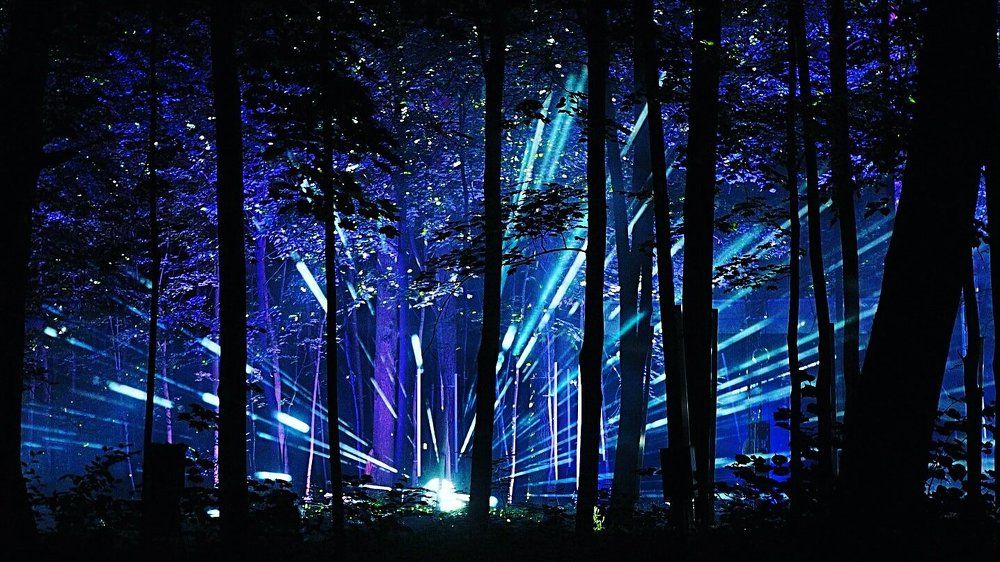 Сказочный лес. Звезды