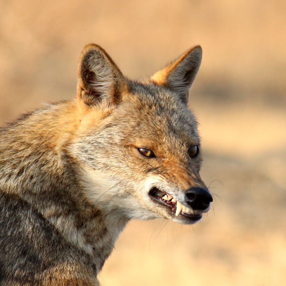Golden jackal