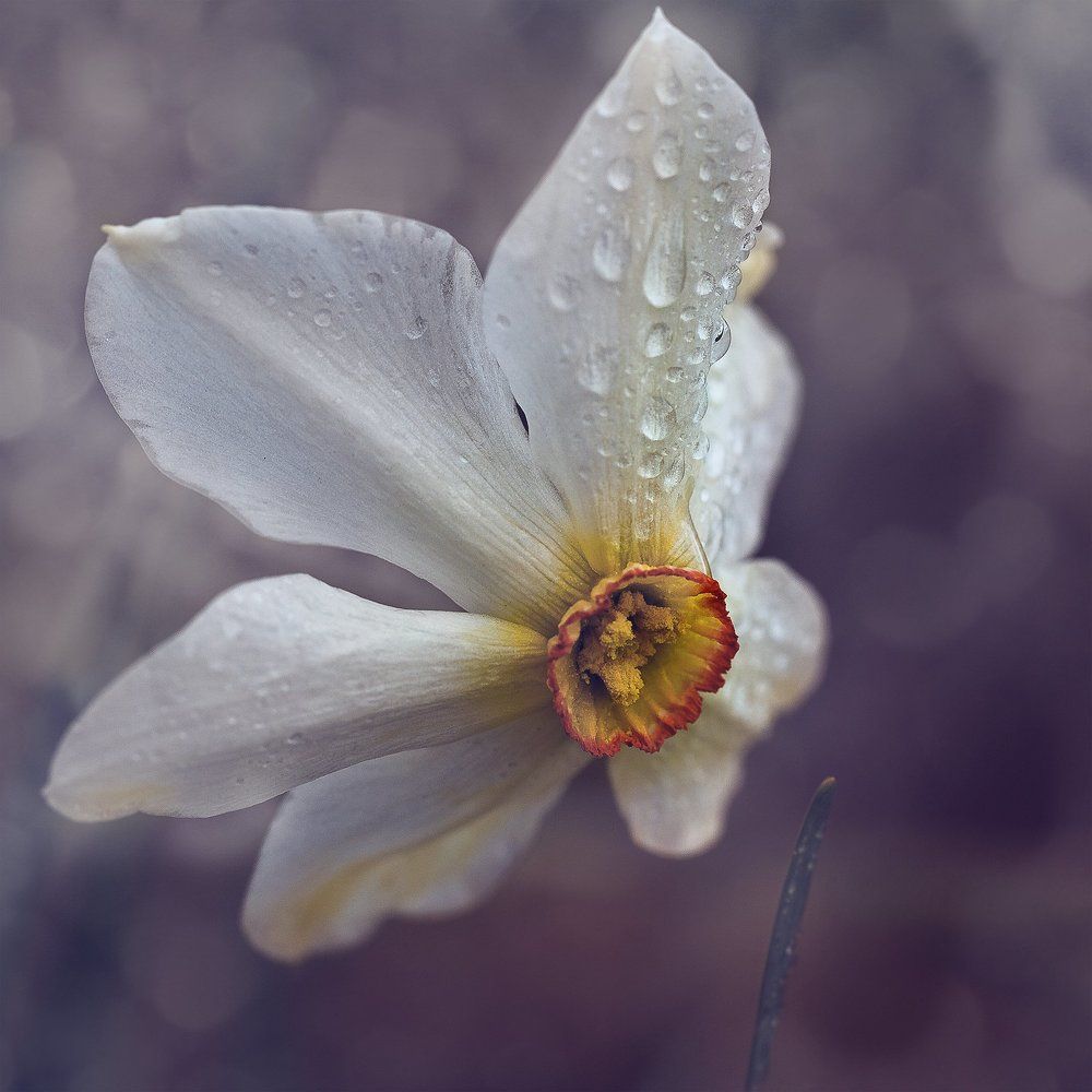 С целым миром спорить я готов, Я готов поклясться головою В том, что есть глаза у всех цветов, И они глядят на нас с тобою. Расул Гамзатов