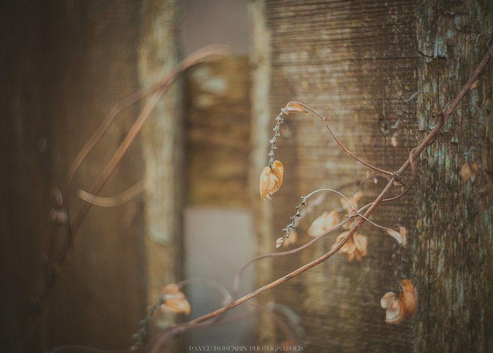 Photograph by Павел Куренбин