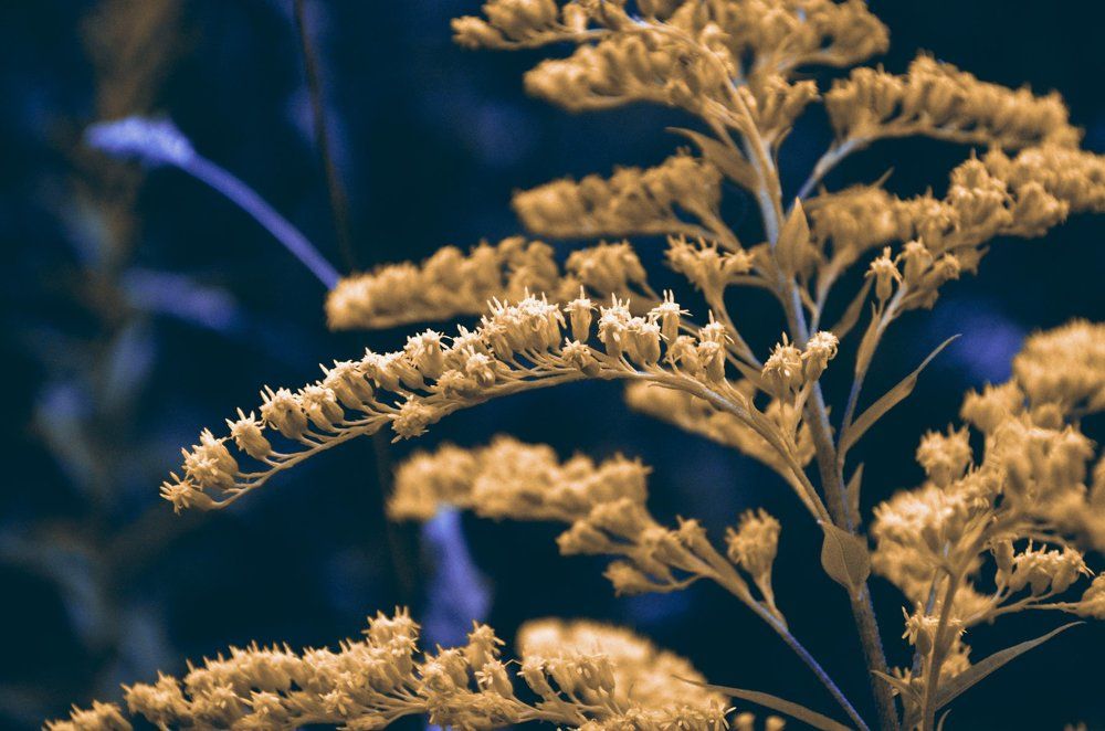 Душа природы