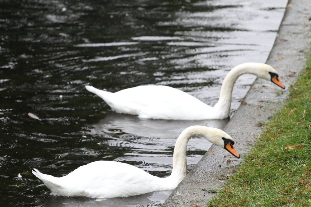 Синхронное плавание