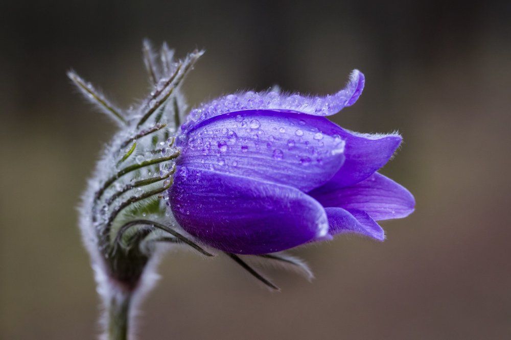 Сон-трава после дождя