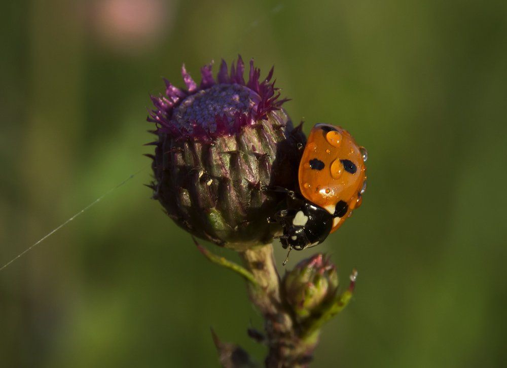 Божья коровка