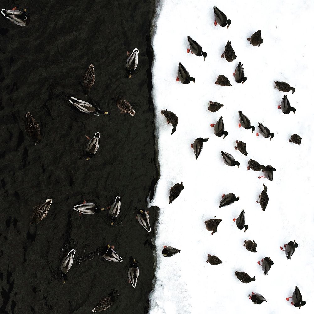 Цветное черно-белое