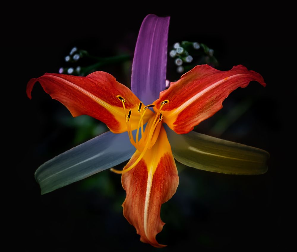 Садовая лилия