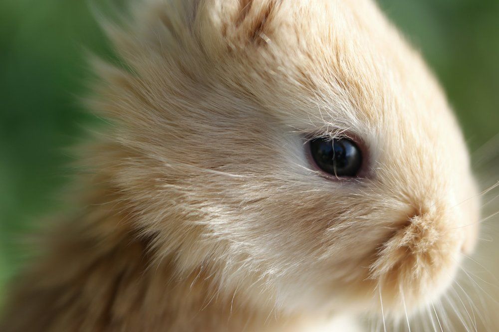 Rabbit