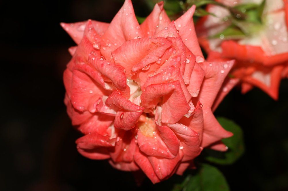 Роса на розе