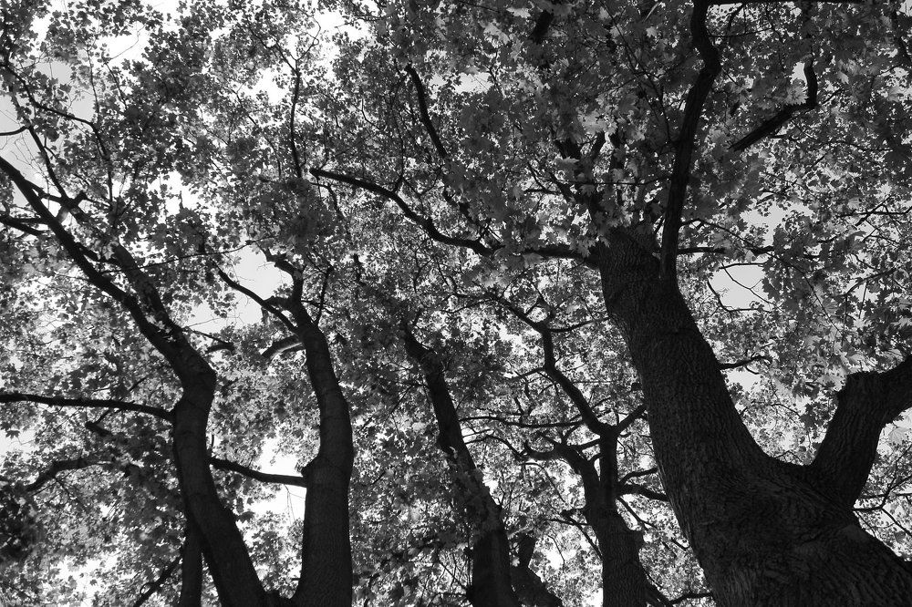 Старый клён