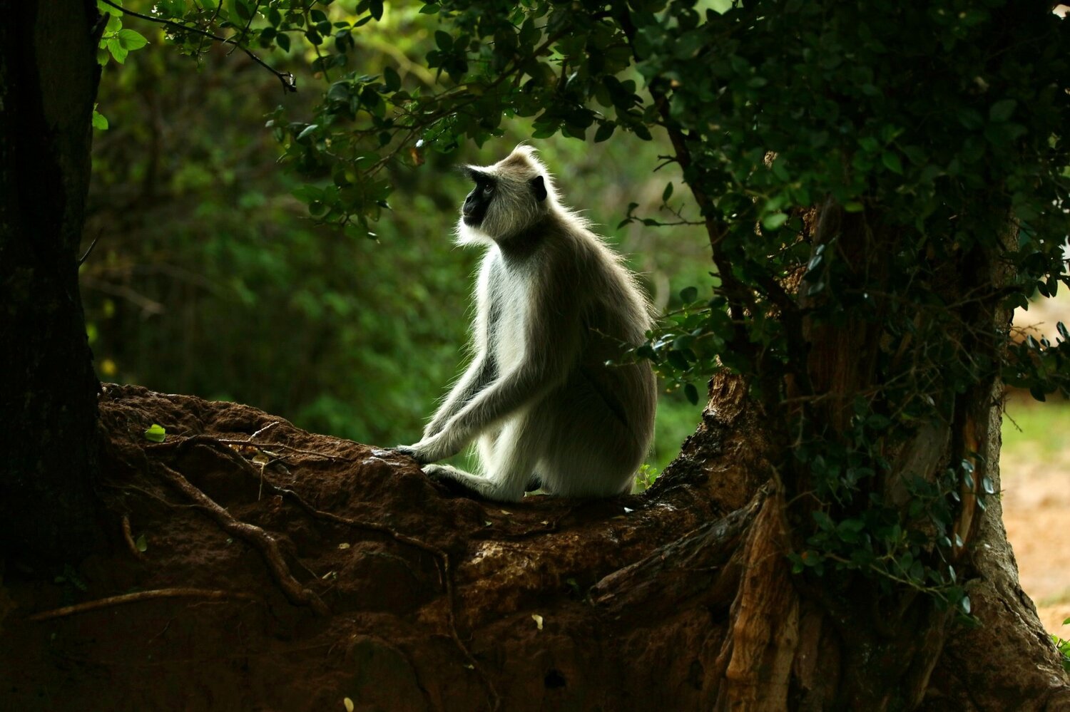 Monkey