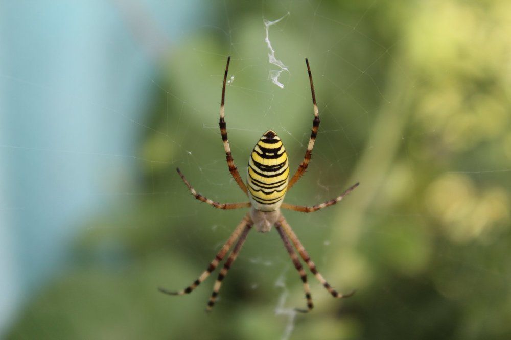 вестник бабьего лета