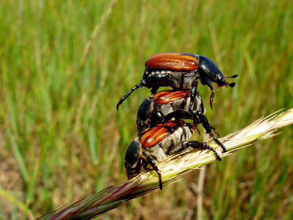 Акробатический этюд