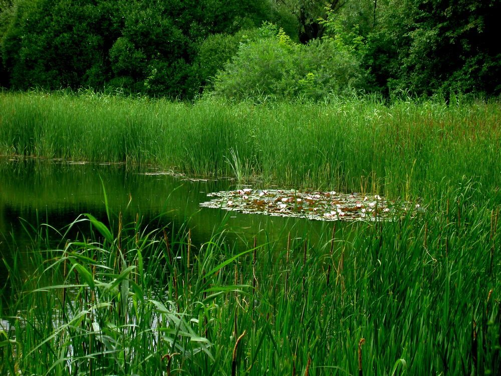 Цветочный островок