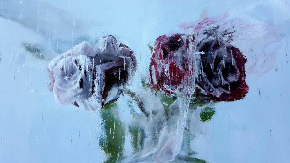 Розы во льду.