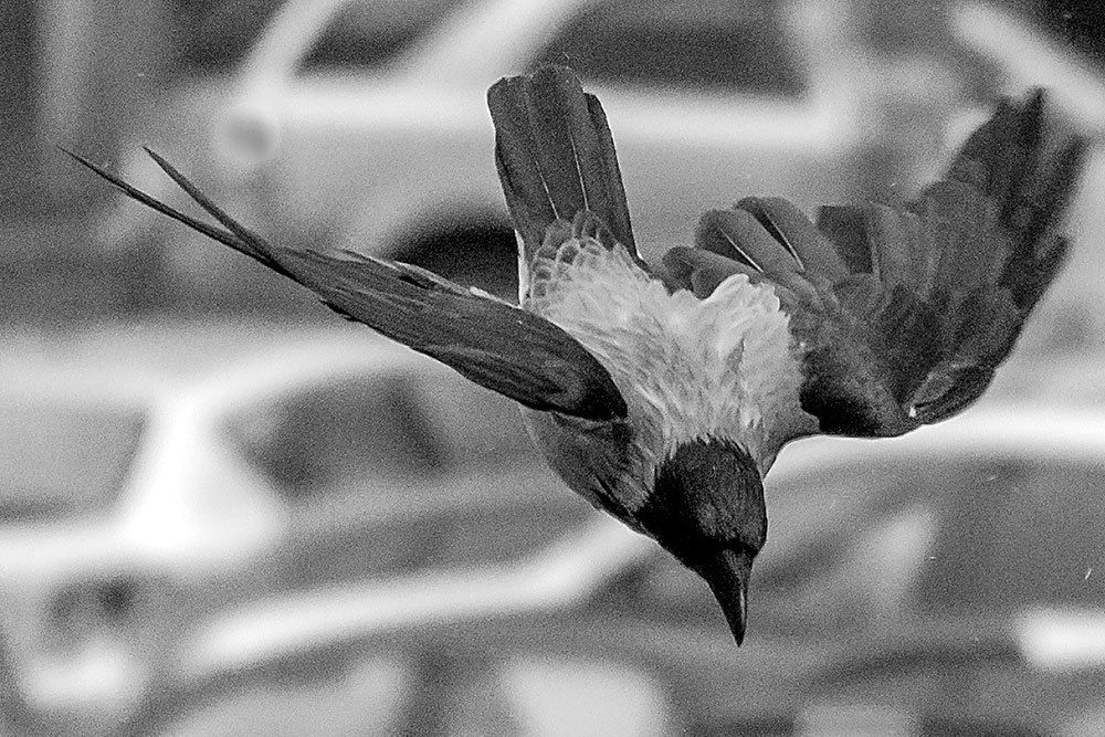 Photograph by Игорь Чистяков