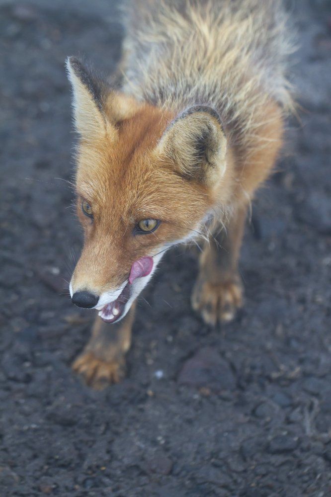 Колобок, Колобок, я тебя съем!
