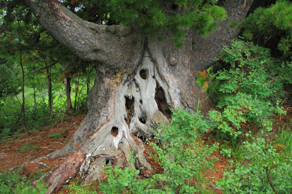 Лесной домовой.