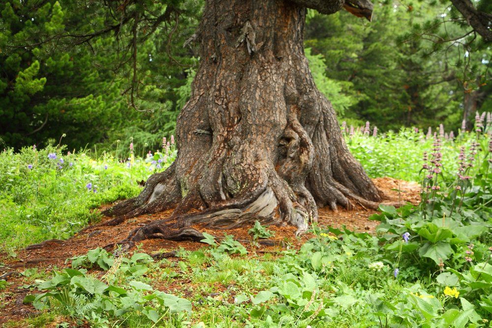 Лесной сторож.