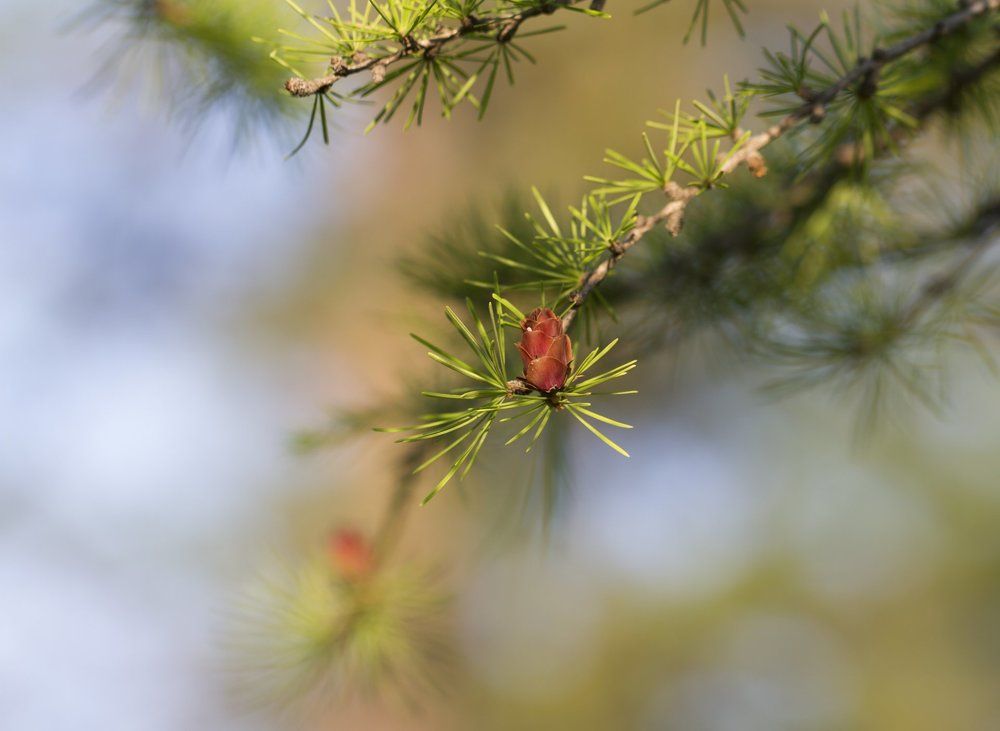 Лиственница