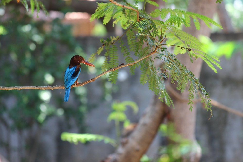 Kingfisher