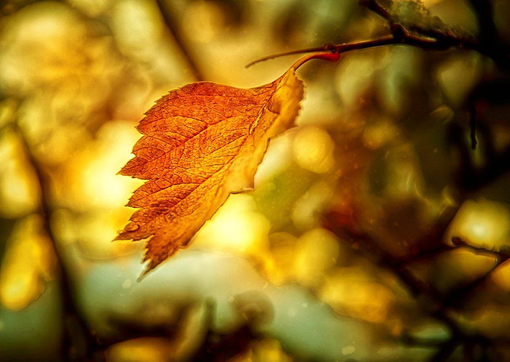 Последний лист