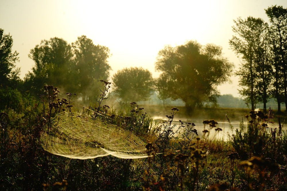 Паутинки