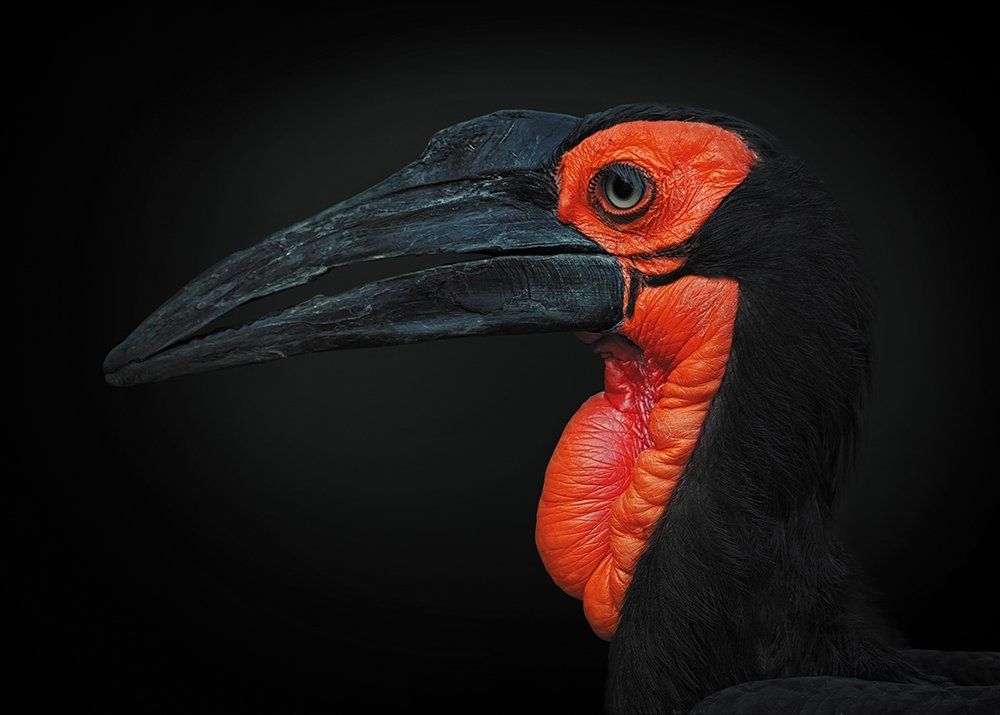 Портрет кафрского ворона