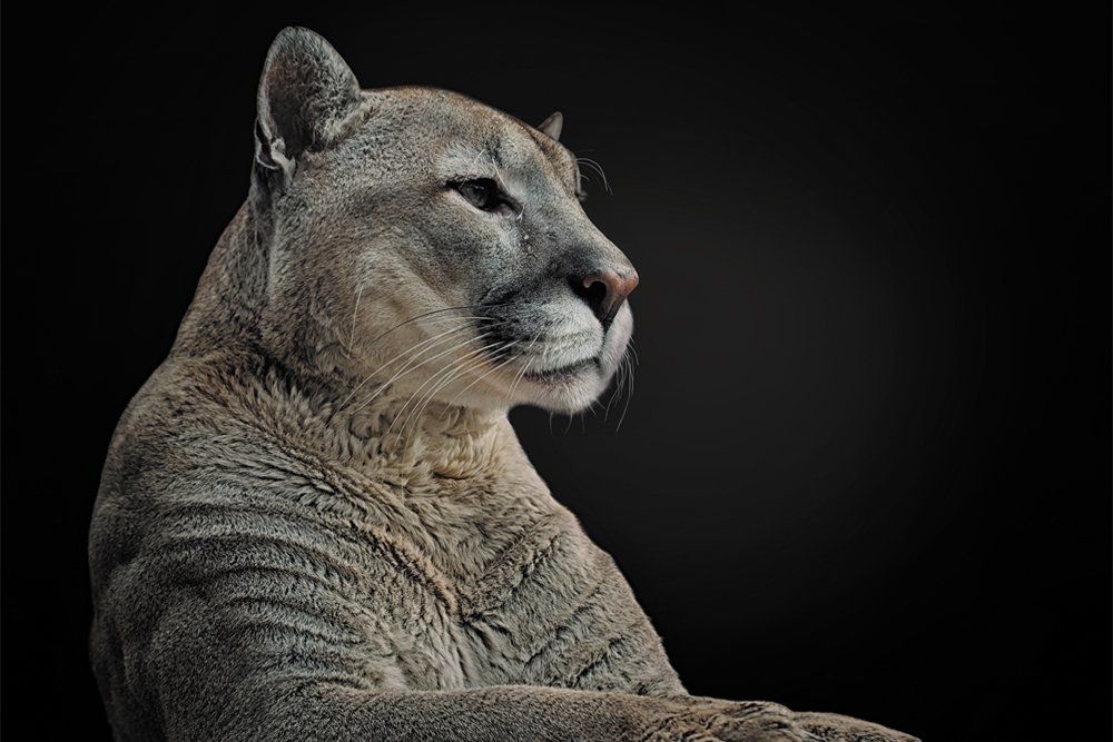 Достоинство братьев меньших