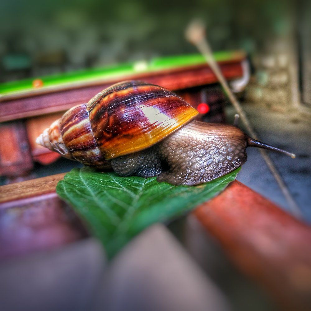 SNAIL