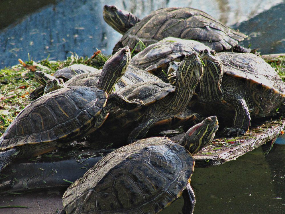 Черепаший пляж)))