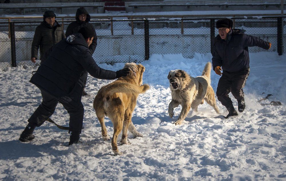 Притравка
