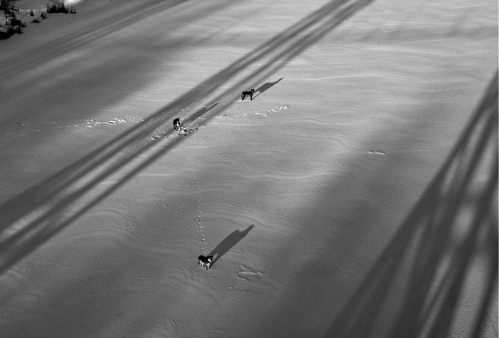 Январские тени.