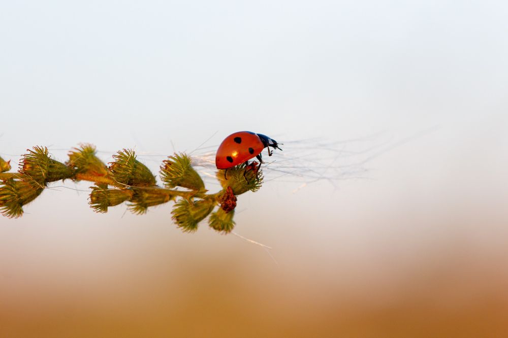 Отправляя в полет последний пух