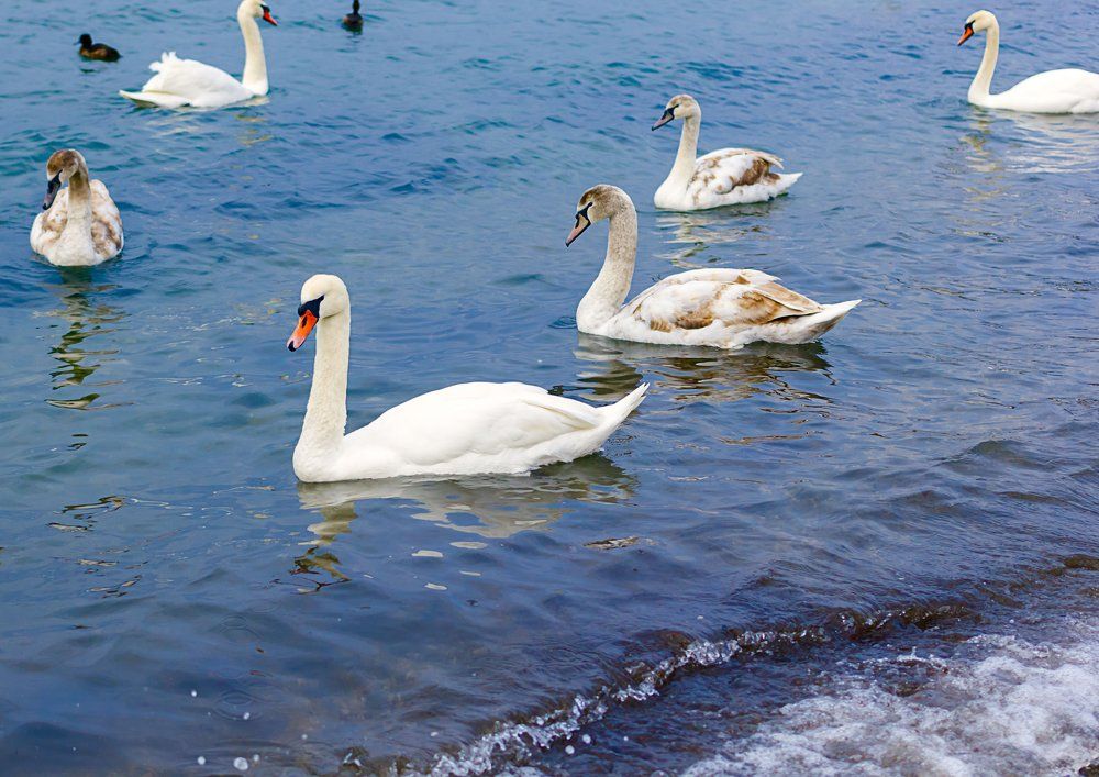 Молодые лебеди