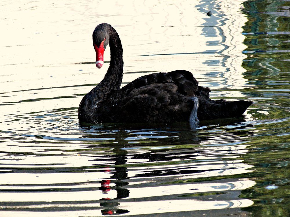 Черная красота.