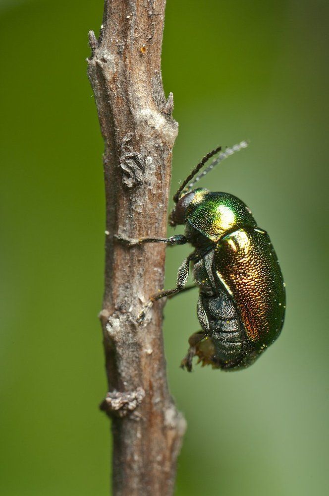 Блестящий мученик