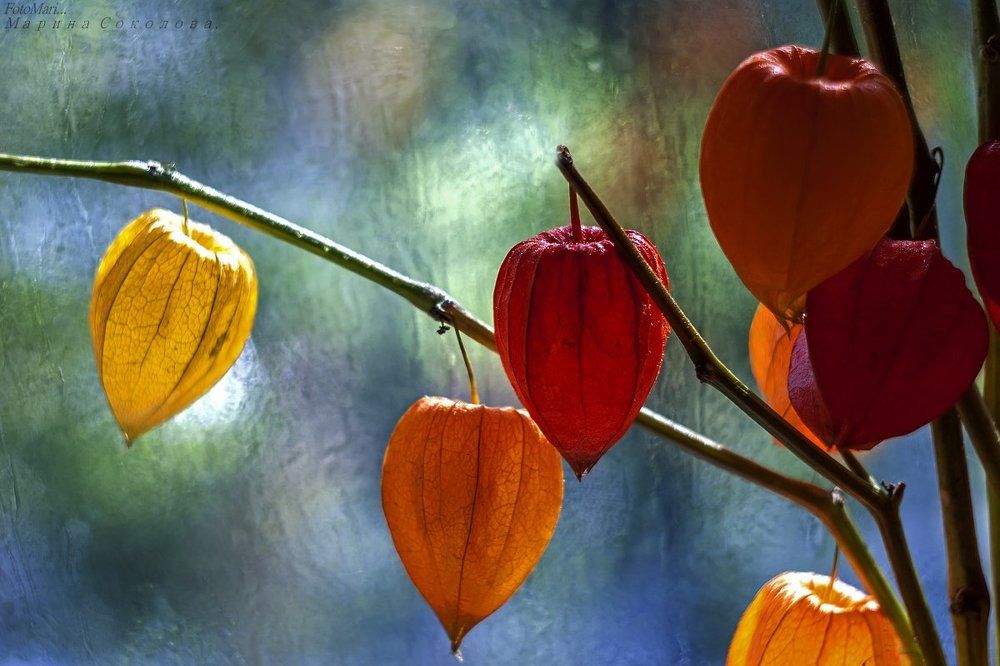 Солнечный физалис.