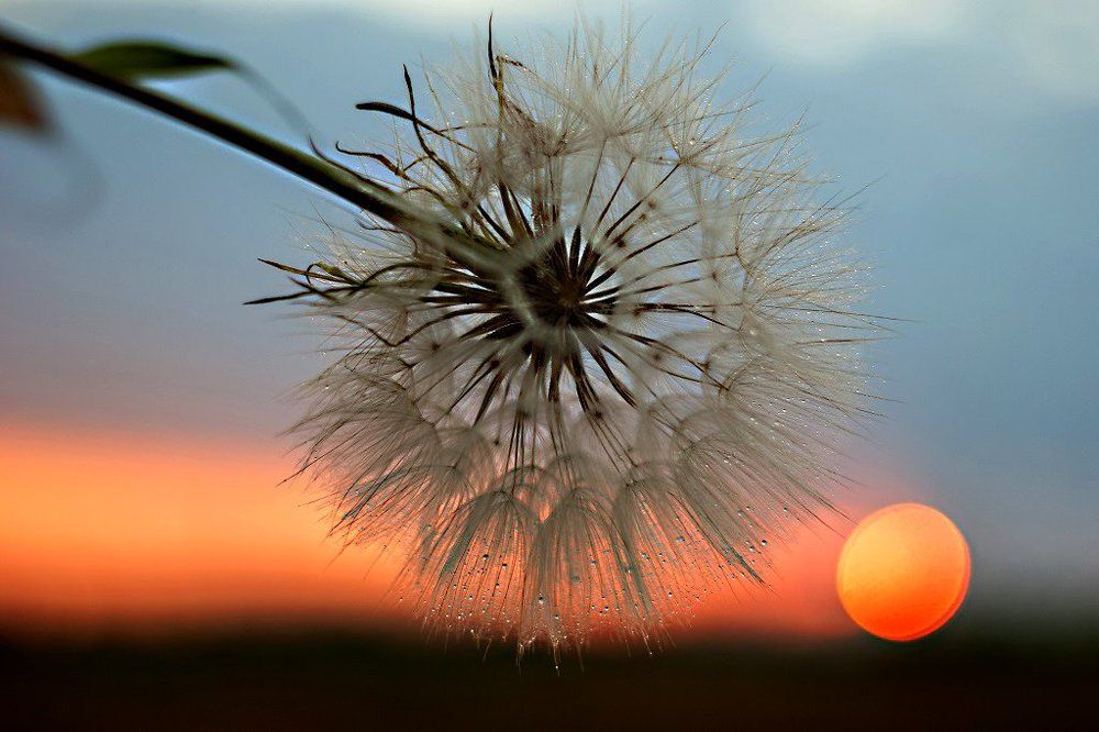 Про одуванчик.