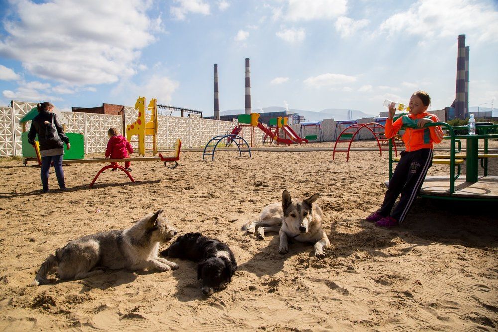 Девочка с собаками.