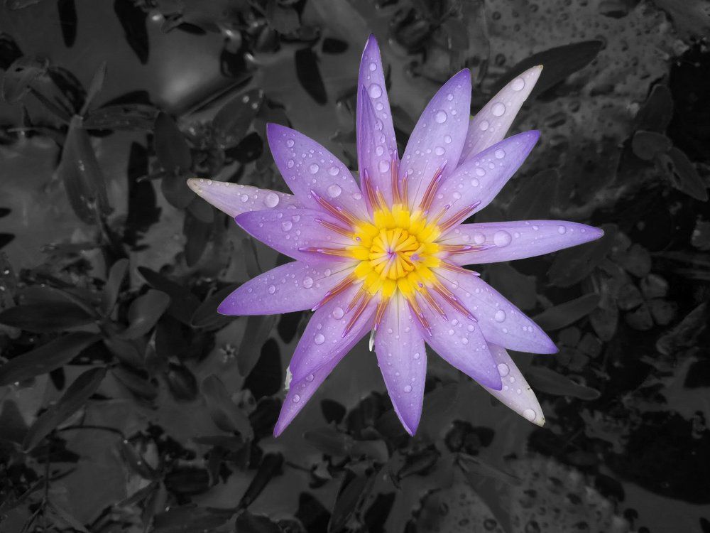 WaterLily